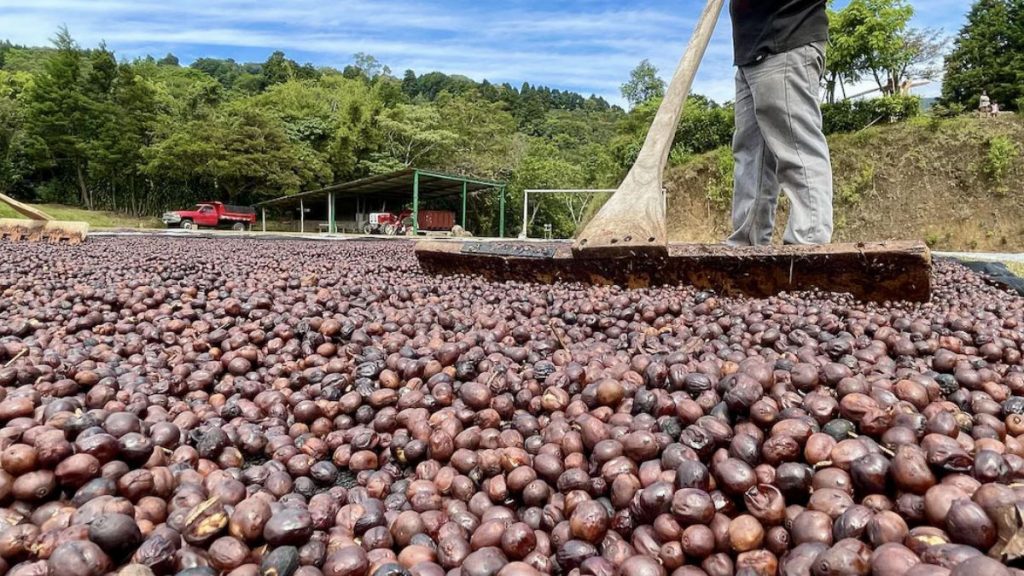 natural process coffee in drying phase